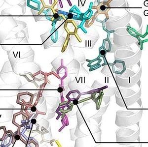【综述】小分子变构调节剂为靶向GPCR药物开发提供新思路