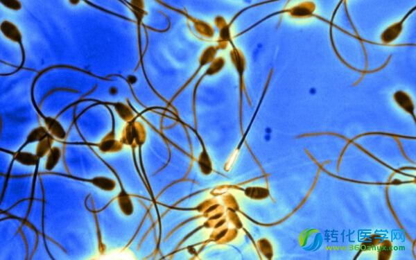 Cell：科学家首次由人类皮肤细胞培养出生殖细胞！