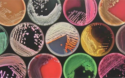 人体内到底细菌多还是细胞多？