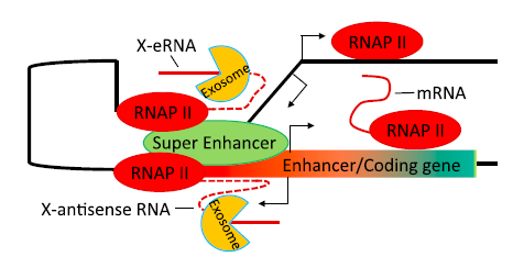 lncRNA测序在非编码RNA研究中的应用案例