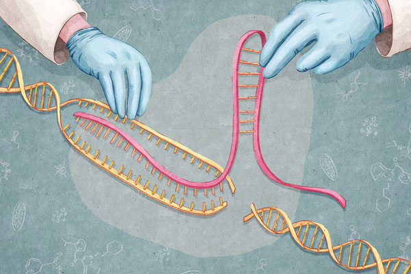 “基因剪刀”为何成为最火科技话题