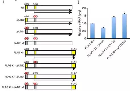 Nature：揭示lncRNA在调节细胞过程中发挥重要功能