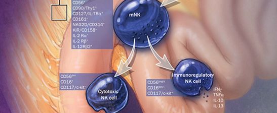 癌症免疫治疗|多面手NK细胞的三重武功：自身受体、ADCC、CAR-NK