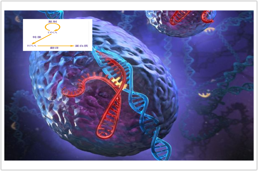 Nature:中心法则的“补充”，lncRNA与疾病或具潜在联系