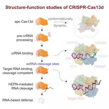 Cell首次公布新兴RNA编辑:CRISPR-Cas13d的细节