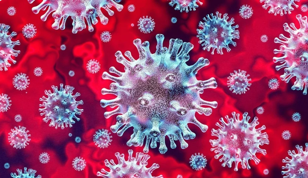 研究人员分析T细胞识别针对所有冠状病毒的靶标