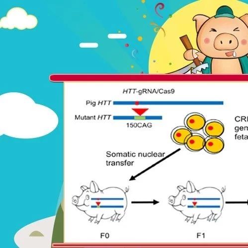 安诺基因助力全球首例亨廷顿猪模型的建立,登顶Cell