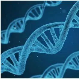 Science:非编码DNA变异也会增加自闭症风险