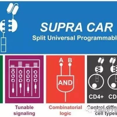 科技前沿~基因阅读一文带你看遍当今的基因治疗