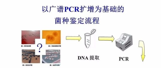 基因测序在临床菌种鉴定中的应用和案例分析