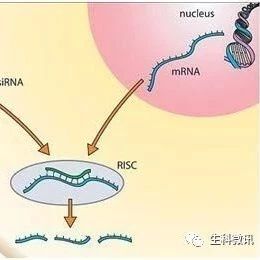 生科前沿 | 施一公研究组又在《科学》发文了!