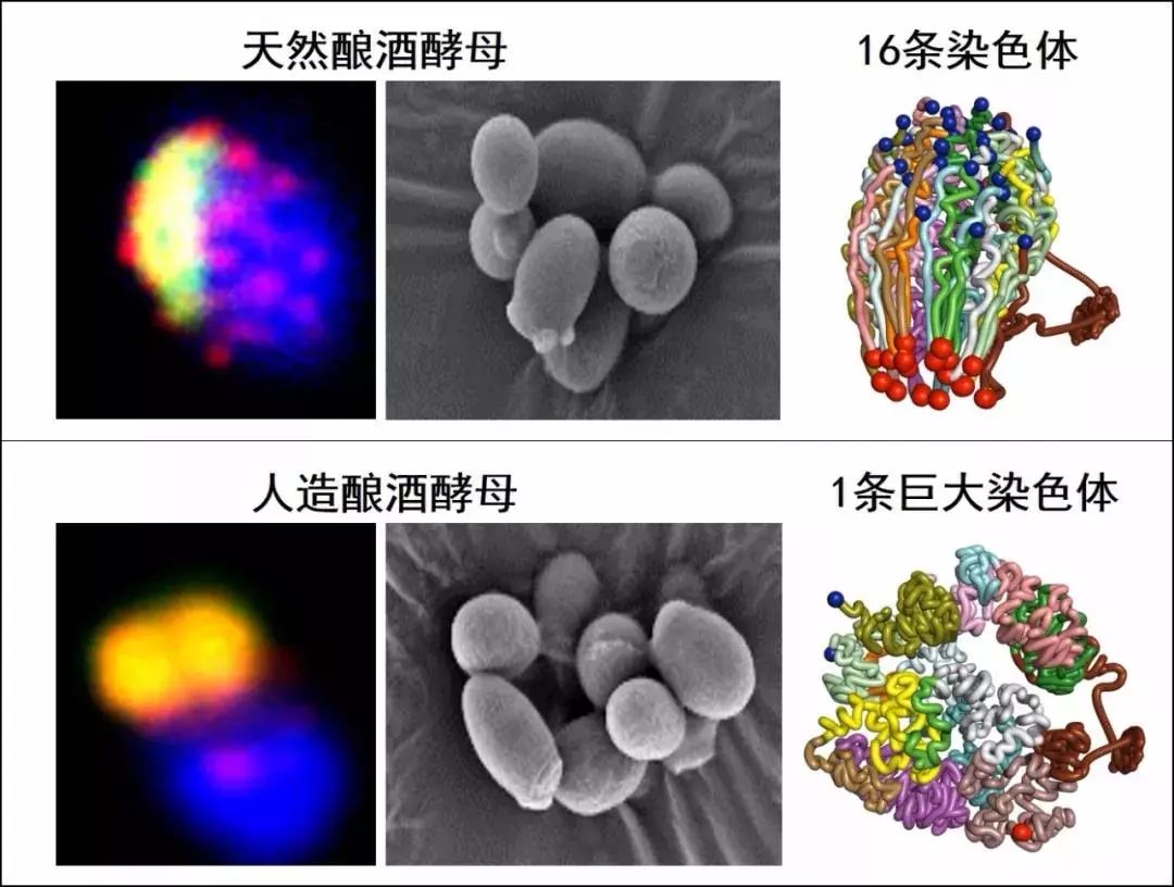 中科院在沪宣布：我国实现合成生物学里程碑式突破！