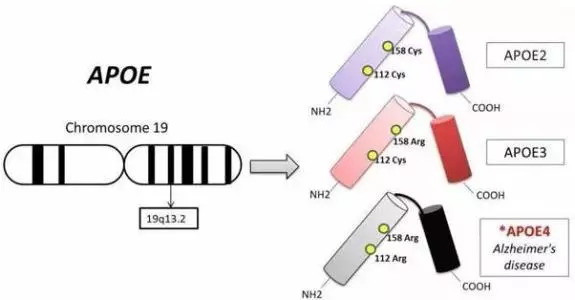 和老年痴呆症说再见，你只需要检查这个基因！