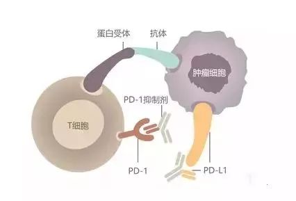 一滴血就能预测PD-1/PD-L1免疫治疗效果，是真的吗？