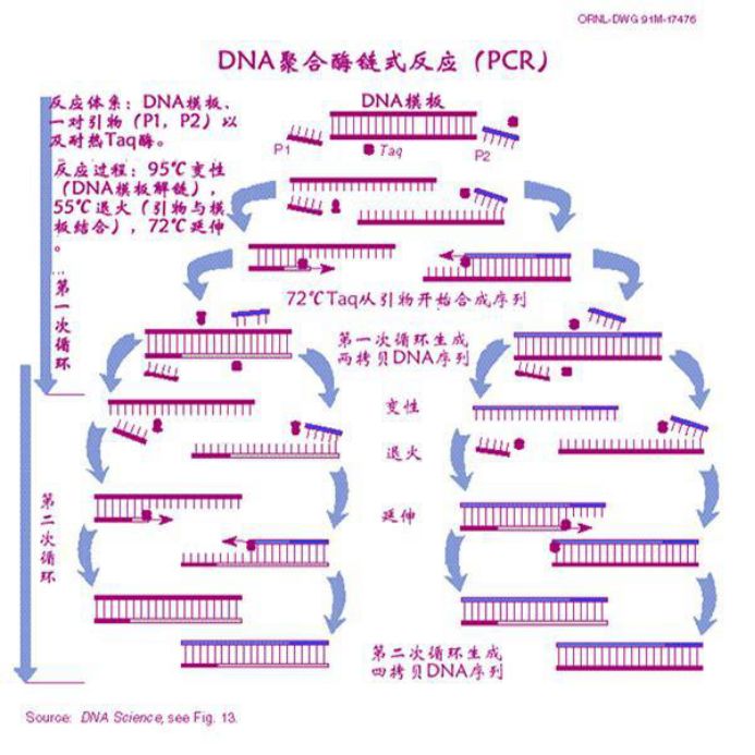 pcr技术过程图解图片