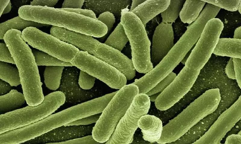 Cell:不可小觑！肠道菌群还能通过一氧化氮影响宿主基因！