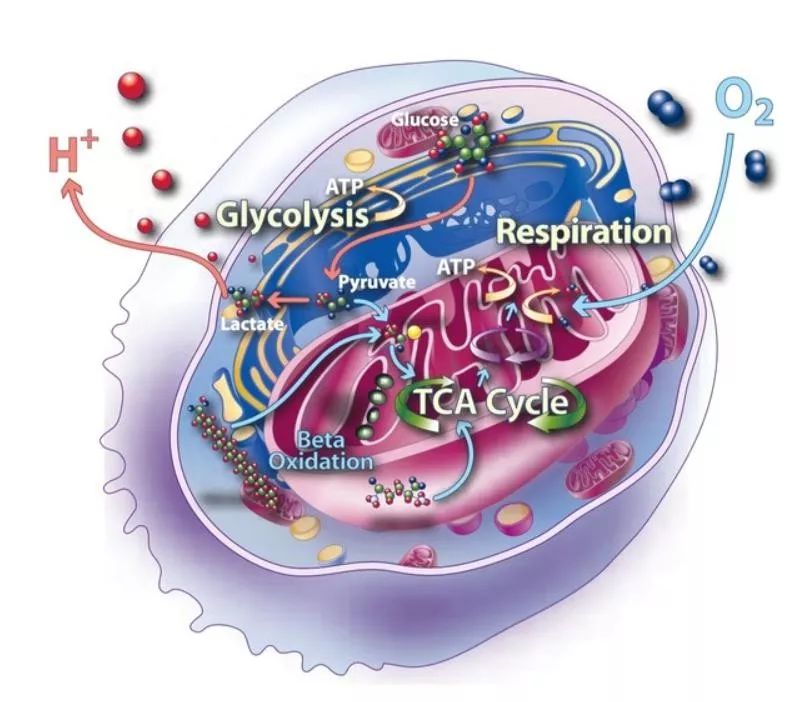 髓系特异性lncRNA调节乳腺癌细胞的有氧糖酵解
