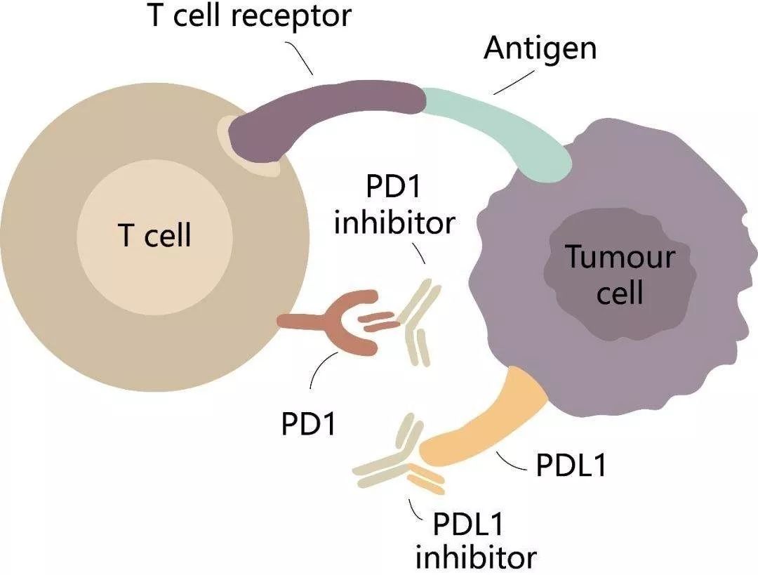 如上图所示,pd-l1和pd-1是配体和受体的关系,二者识别结合