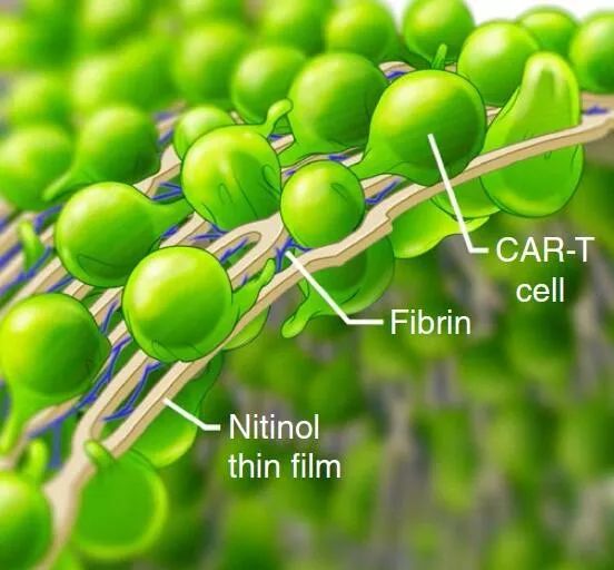 Nature子刊：为CAR-T装备“盔甲”，消灭实体瘤不是梦！