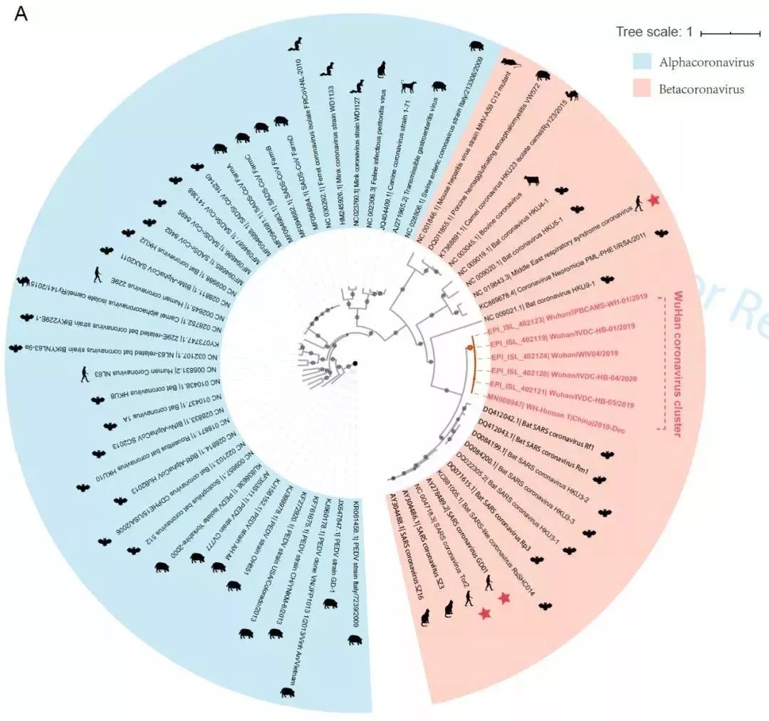 重要进展！中国科学家揭示武汉新型冠状病毒进化来源及传播机制