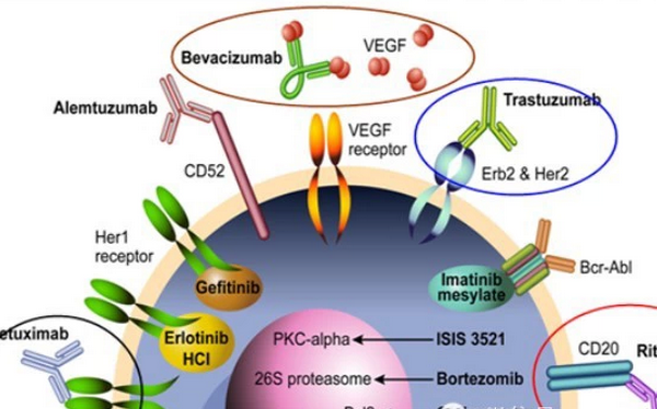 【总结】FDA批准过的实体肿瘤靶向药物，你都知道吗？
