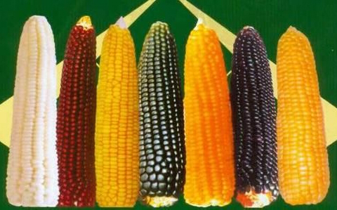 玉米分子育种高端研讨会将于12月在京召开