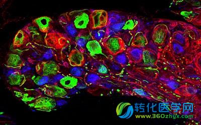 EMBL科学家发布新荧光标记技术