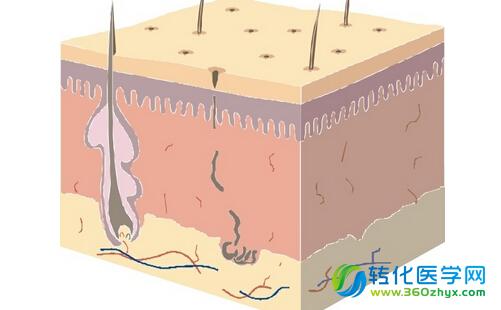 Science惊人发现为脂肪“正名”