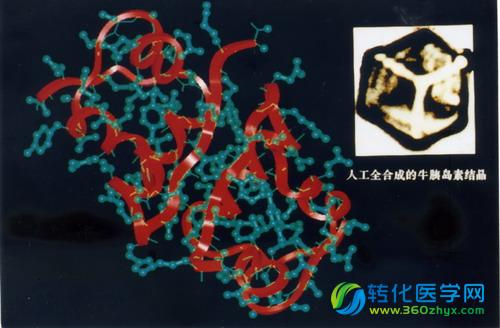 中国首次申报诺贝尔奖，结晶牛胰岛素缘何落选