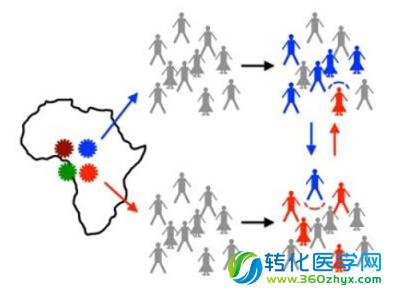 HIV毒株的竞争网络：先来的具有“奠基者效应”