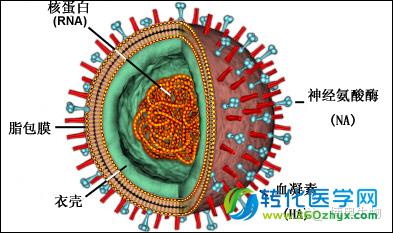 全自动化的艾滋病检测设备或将面世