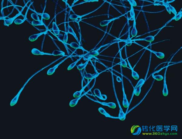 好消息：我们离男性避孕药又近了一步！