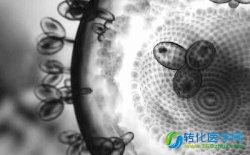 新技术抓住“藏猫猫”的HIV