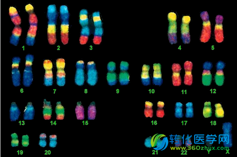 PNAS：开发出新型CRISPR/Cas9 标签系统用于测定染色体间的精确位置