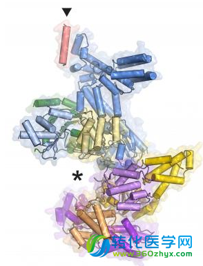 Nature：科学家利用X射线探测机体早期DNA的“影印”过程