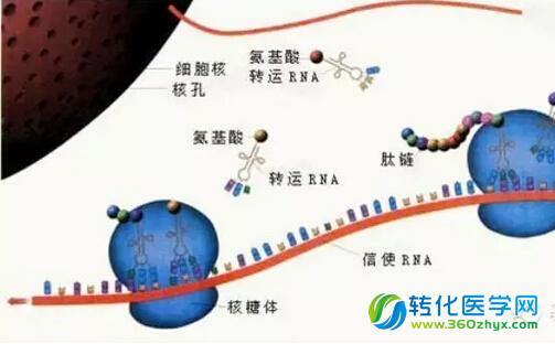 【干货】肿瘤的分子病理诊断