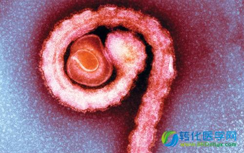 世界首个用中国药物MIL77治疗的英国埃博拉患者痊愈