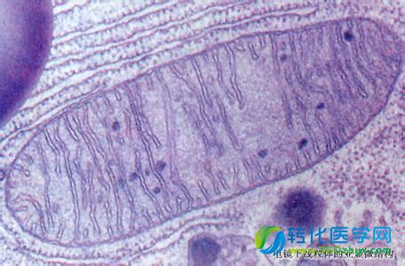 Science：线粒体替代疗法治不孕引发争议