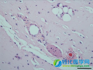 科学家发现羊水干细胞或具有较强的治愈潜能