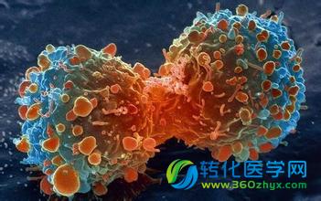 华人学者：“惩恶扬善”的抗癌分子