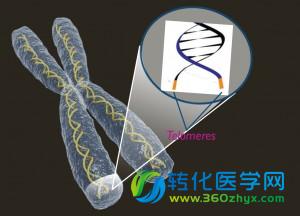 干细胞中的双面怪：端粒和端粒酶