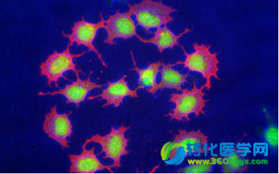 Cell Rep封面：干细胞研究重要突破