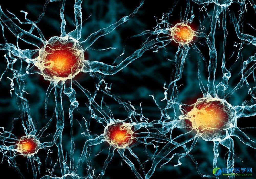 Cell：揭秘激活神经干细胞的信号