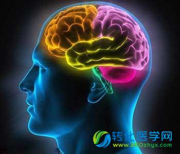 大脑生长必不可少的脂肪