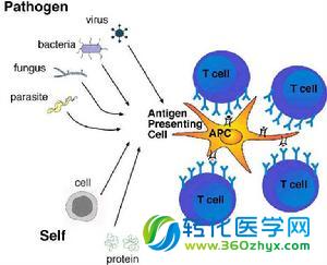 中科院团队PNAS解析重要的免疫机制