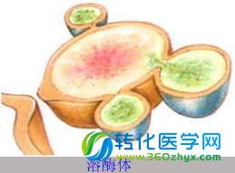Cell惊人发现：溶酶体也有后备计划