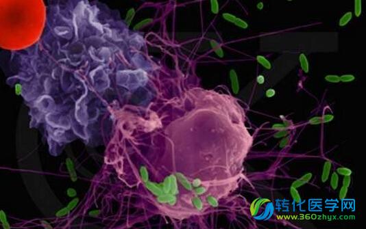 综述：免疫细胞发展前景