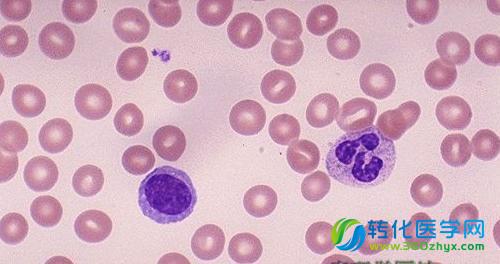 中国学者973项目发现粒细胞在HIV-1感染中的新功能