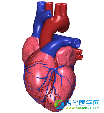 Cell发布再生医学重要发现