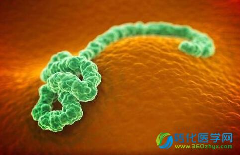 Cell公布最新埃博拉基因组测序结果